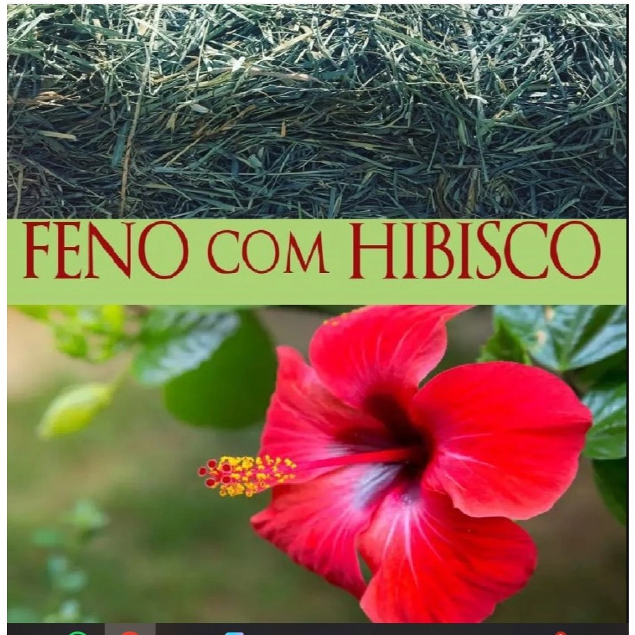 Feno Coast Cross com Hibisco - 500g NUTRIPANSPETS