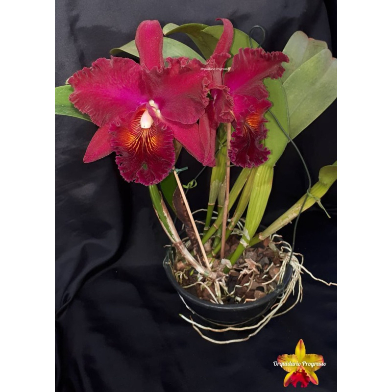 Orquídea Blc. Chia lin New City adulta