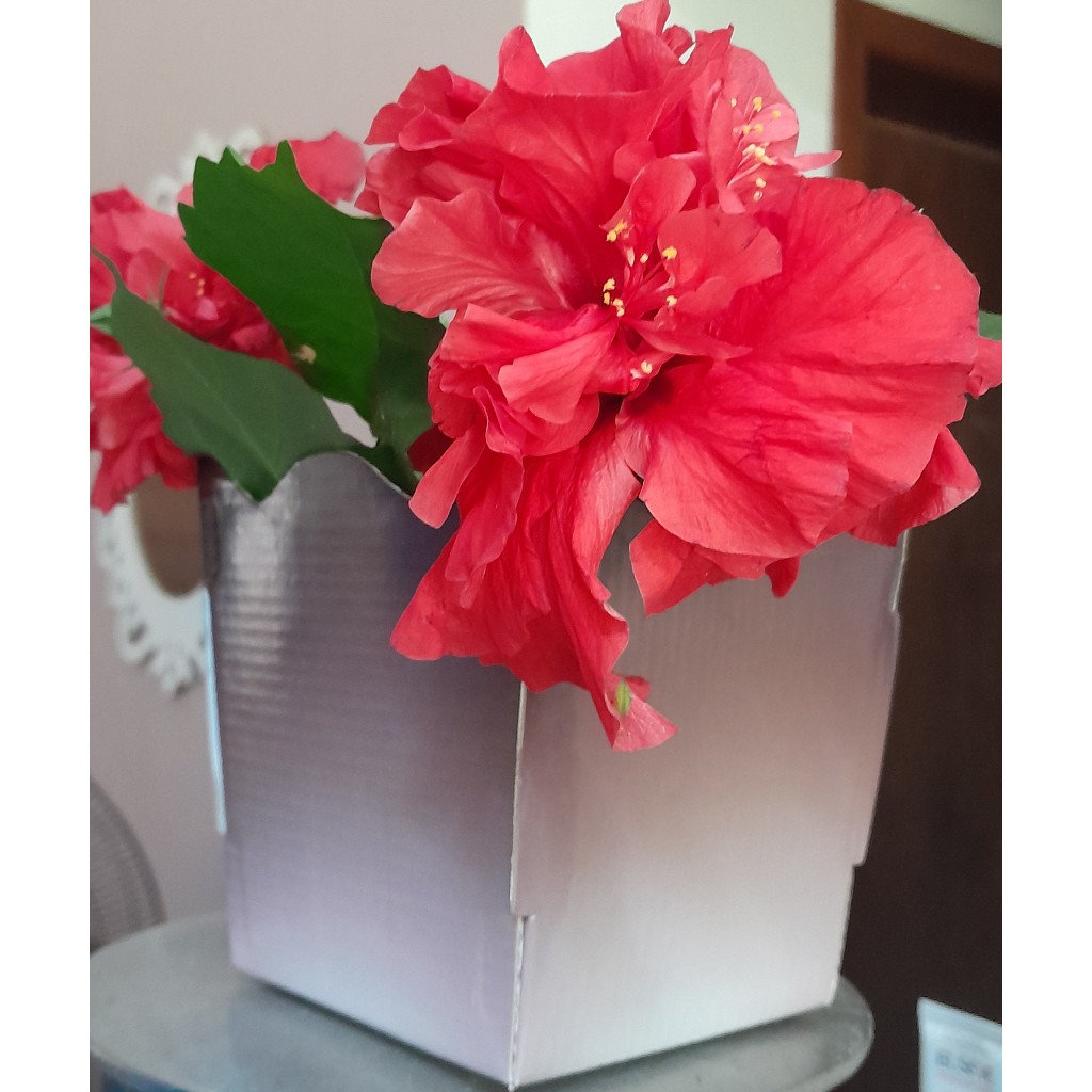 CACHEPOT, PARA VASO 11,COM 15 UNIDADES,EXCLUSIVO,COR MARSALA COM DEGRADÊ, DIa das mães,CENTRO DE MESA