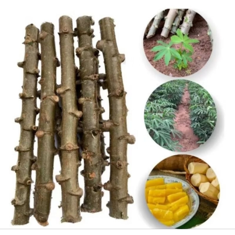 20 ramas de mandioca mais 500 g de adubo para o plantio