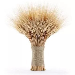 Kit 25 Hastes De Trigo Seco Médio 40cm Decoração Arranjos Decoração linda em Oferta na Shopee