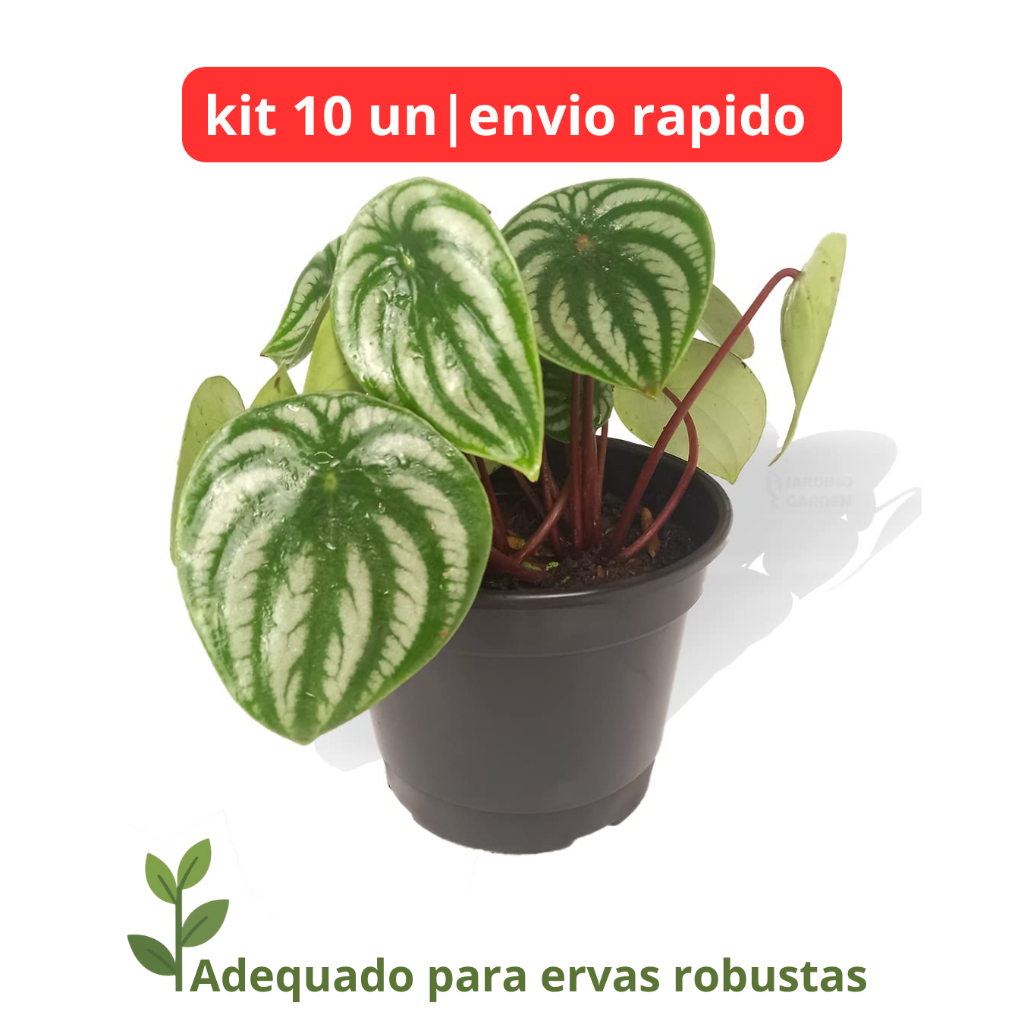 kit 10 Vasos plastico preto 3L pote 20 vaso plantas horta cacto temperos estufa barato resistente