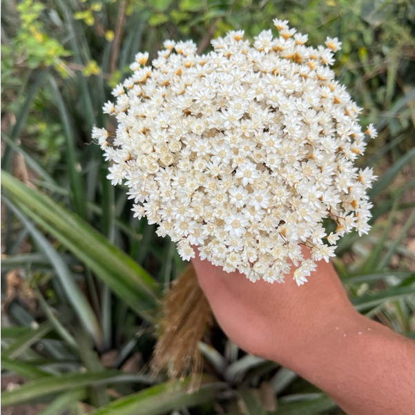 Flor Sempre-Viva Branca Premium | 200 a 1000 Flores Secas para Casamento, Arranjos e Artesanato em Oferta na Shopee