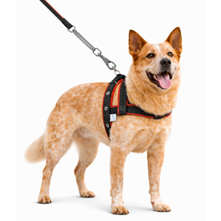 Coleira Forrada Para Cachorros Médio Grande Porte + Guia De Passeio Com Amortecedor Peitoral Fita em Oferta na Shopee