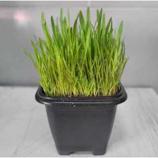 Mix de Sementes  Trigo+Aveia grama pra gato ..2kg em Oferta na Shopee