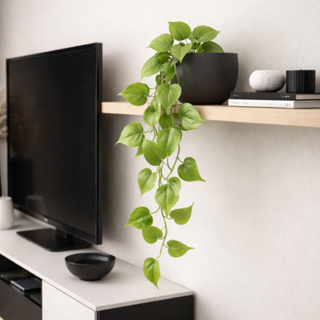 Pendente De Jiboia Lisa Planta artificial para Decoração em Oferta na Shopee