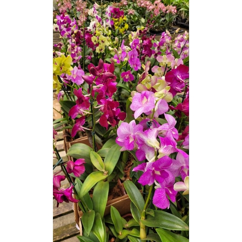 Orquidea Denphal (1 unidade)