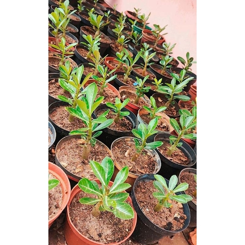 semente germinada de rosa do deserto sortida com no mínimo 7cm podendo ser simples, dupla ou tripla