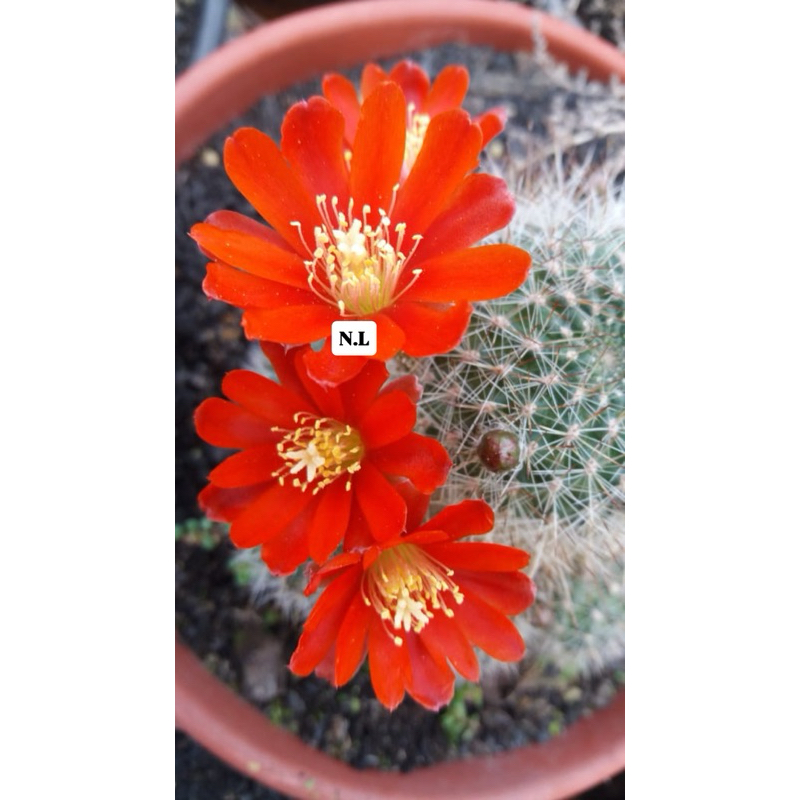 Cactos rebutia fiebrigii