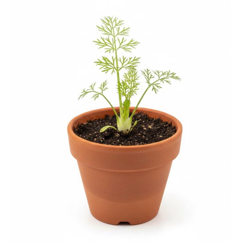 Imagem Muda de Erva-Doce Para Chá Caseiro: Digestiva e Calmante Natural 🌱