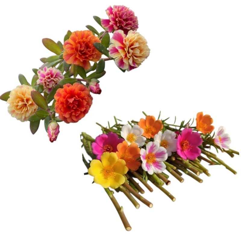 onze horas por estaquia 10 unidade ótima qualidade