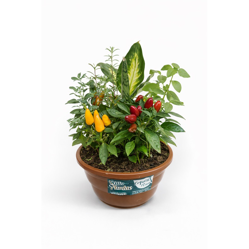 Vaso Sete Ervas Ornamental para Casa e Comércio | Proteção Espiritual, Harmonia e Boas Energias no Ambiente