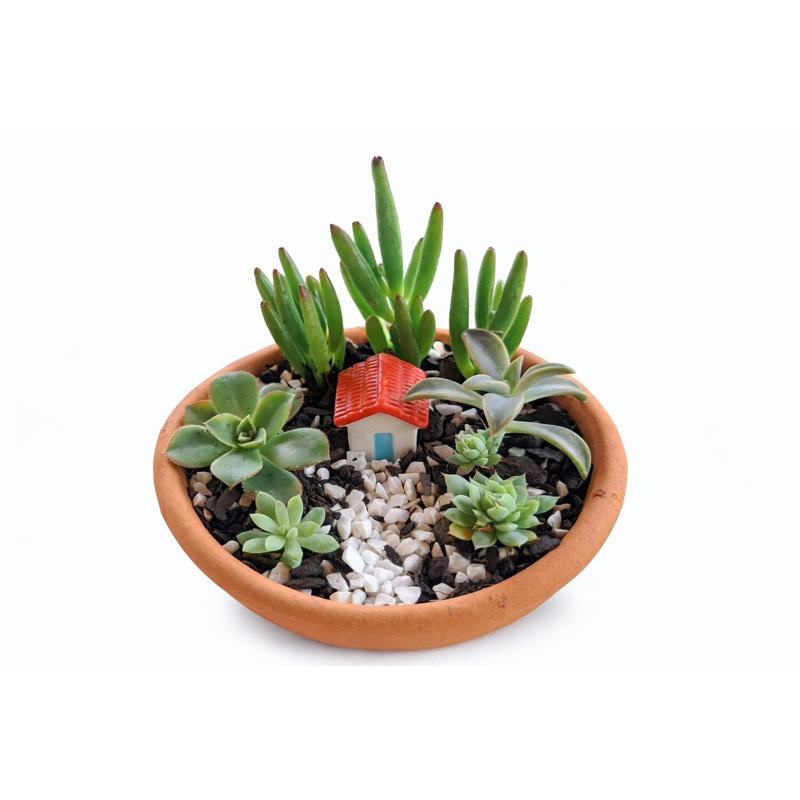 Kit Mini Jardim Encantado DIY com 7 Suculentas + Casinha | Vaso de Barro | Jardim Criativo Decorativo
