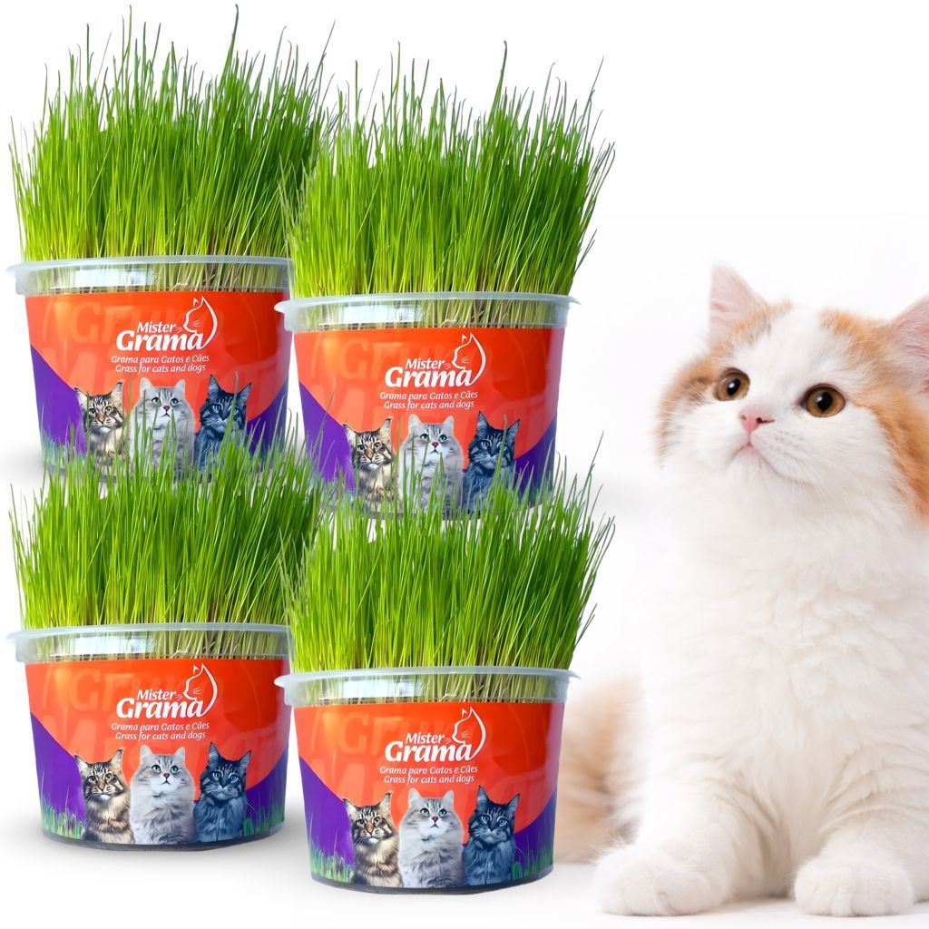 Kit 4 Plante Grama Graminha Para Gatos Digestão Bola De Pelo Mister Grama