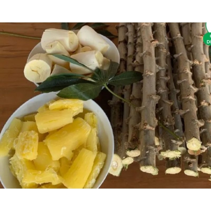 ramas de mandioca"amarela"20 unidades.