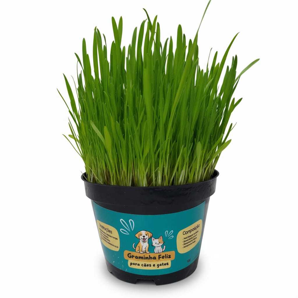 Graminha para Gatos e Cães Cresce Rápido - Capim Petisco Elimina Bolas de Pelos e Ajuda na digestão em Oferta na Shopee