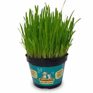 Graminha para Gatos e Cães Cresce Rápido - Capim Petisco Elimina Bolas de Pelos e Ajuda na digestão em Oferta na Shopee