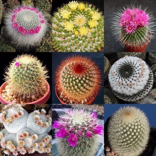 400 Sementes De Mini Cactos mais 400 Sementes Suculentas T1