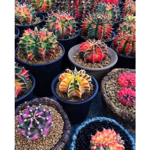 200 Sementes De Mini Cactos mais 200 Sementes Suculentas T5