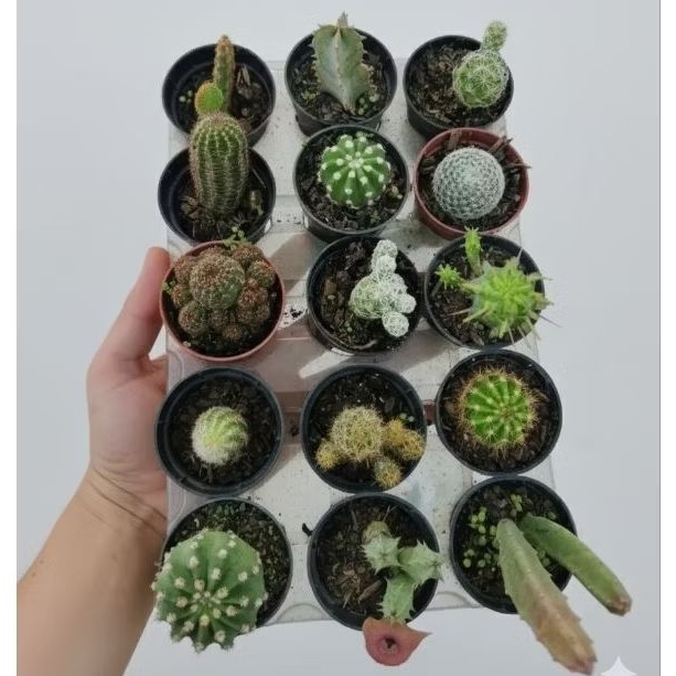 Cactos Naturais kit com 10 vasinhos sortidos