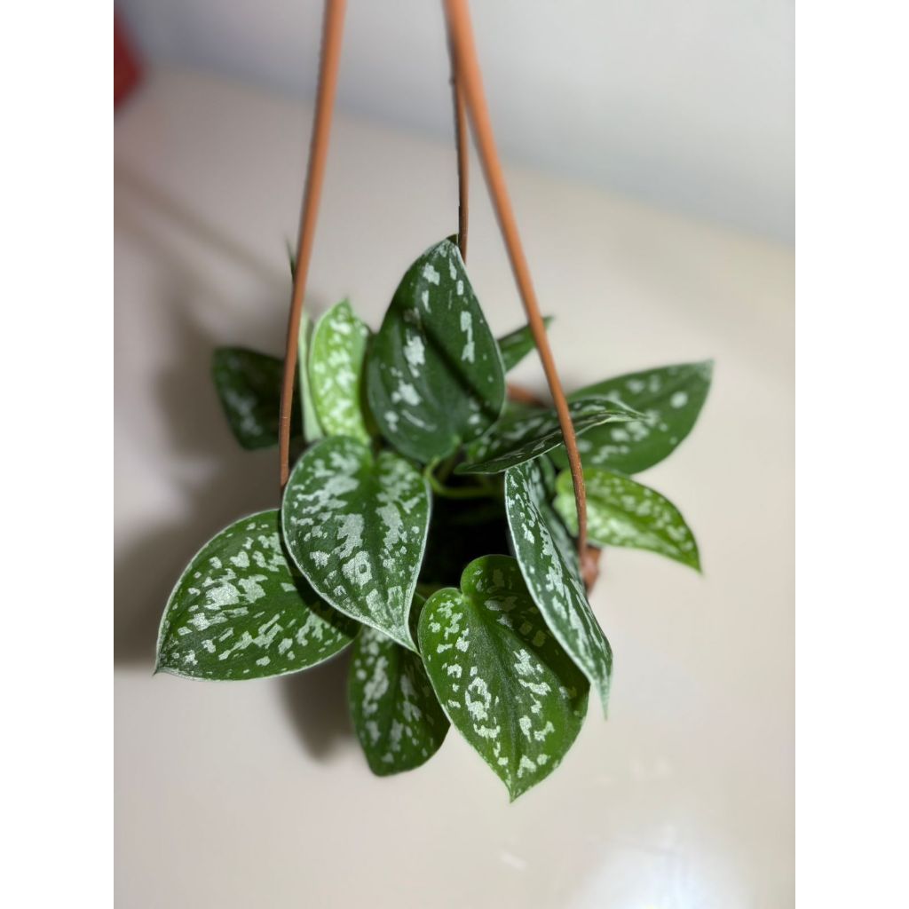 JIBOIA PRATEADA CUIA 13 NATURAL