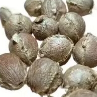 5 Sementes Palmeira Petrópolis - Lytocaryum weddellianum