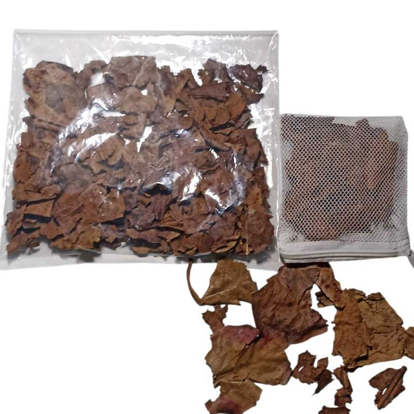 Folha De Amendoeira Castanheira Castanhola 10g mais Beg