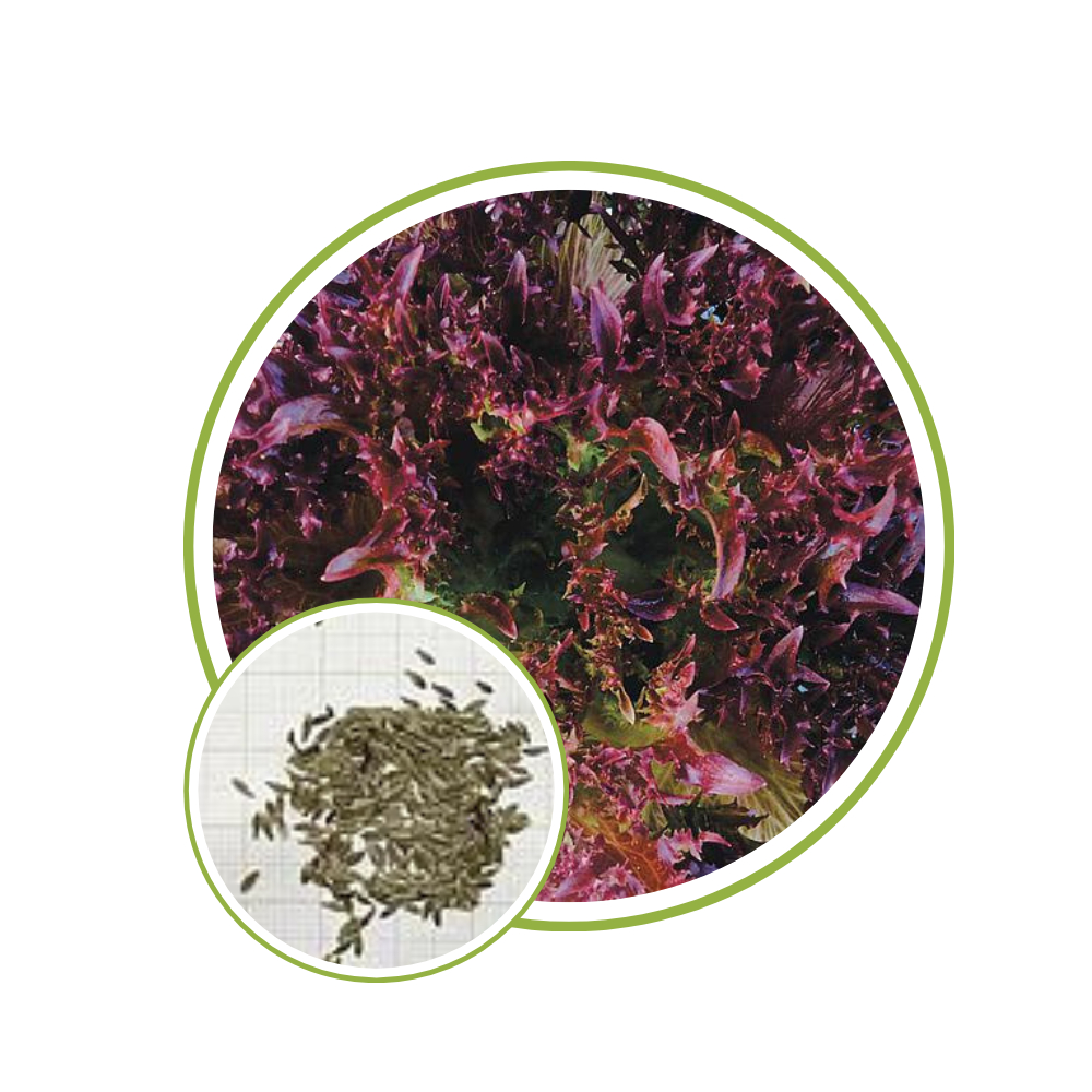 Sementes de Alface Frisée Atalaia 1000 Pellets