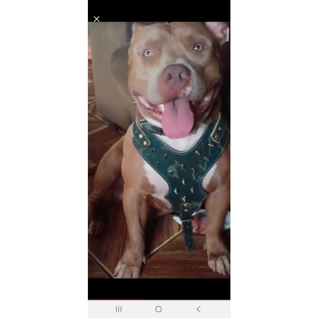 Peitoral Pitbull Spike Luxo + Guia guia de corda grossa com mosquetão grande e amortecedor