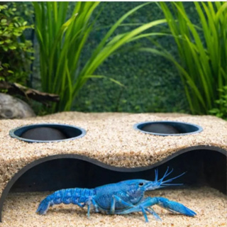 Caverna Toca para Aquário – Toca para Peixes Pequenos Betta e Camarão | Multiplos Tamanhos em Oferta na Shopee