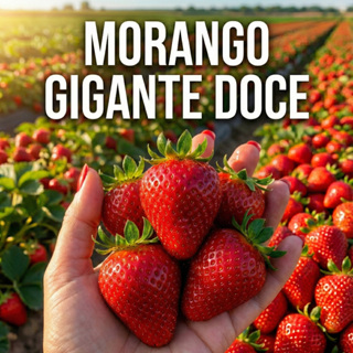 Sementes De Morango Gigante Alta Produtividade Fruto Doce em Oferta na Shopee
