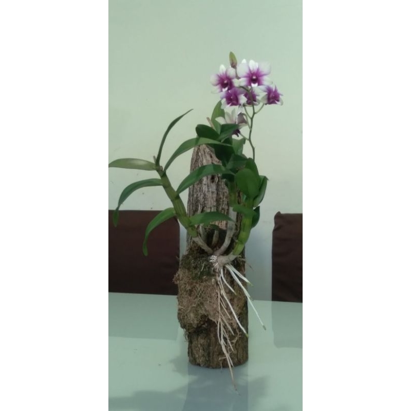 4 tronquilo toco tronco 30 cm para orquídeas com gancho natural