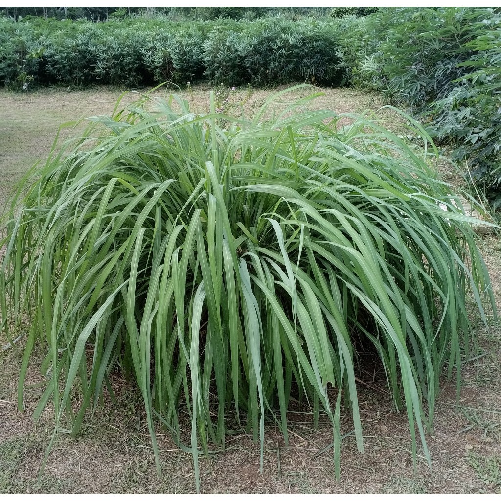 Mudas de Citronela Natural – Planta Repelente de Mosquitos e Insetos