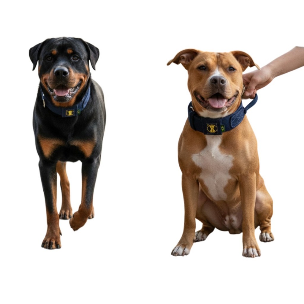 Coleira Pitbull Rottweiler Cane Corso Cão Pastor Alemão Cinza, Pastor Holandês, Pastor Australiano Pastor Belga Malinois