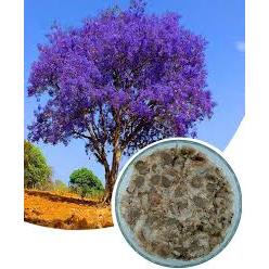 Kit 30 Sementes Ipê, Jacarandá E Flamboyant Para Mudas — imagem 2 de 2