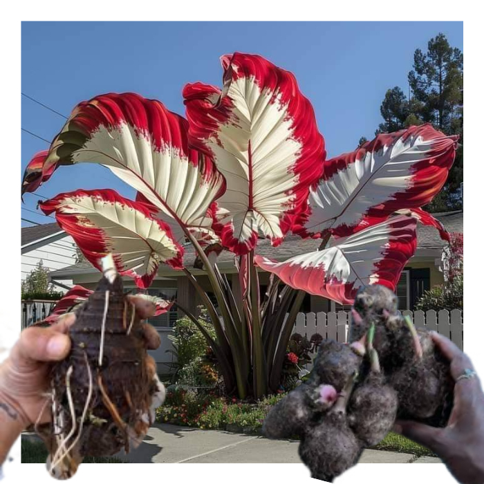 bulbo de caladium Rosefire Ripple (tinhorão)