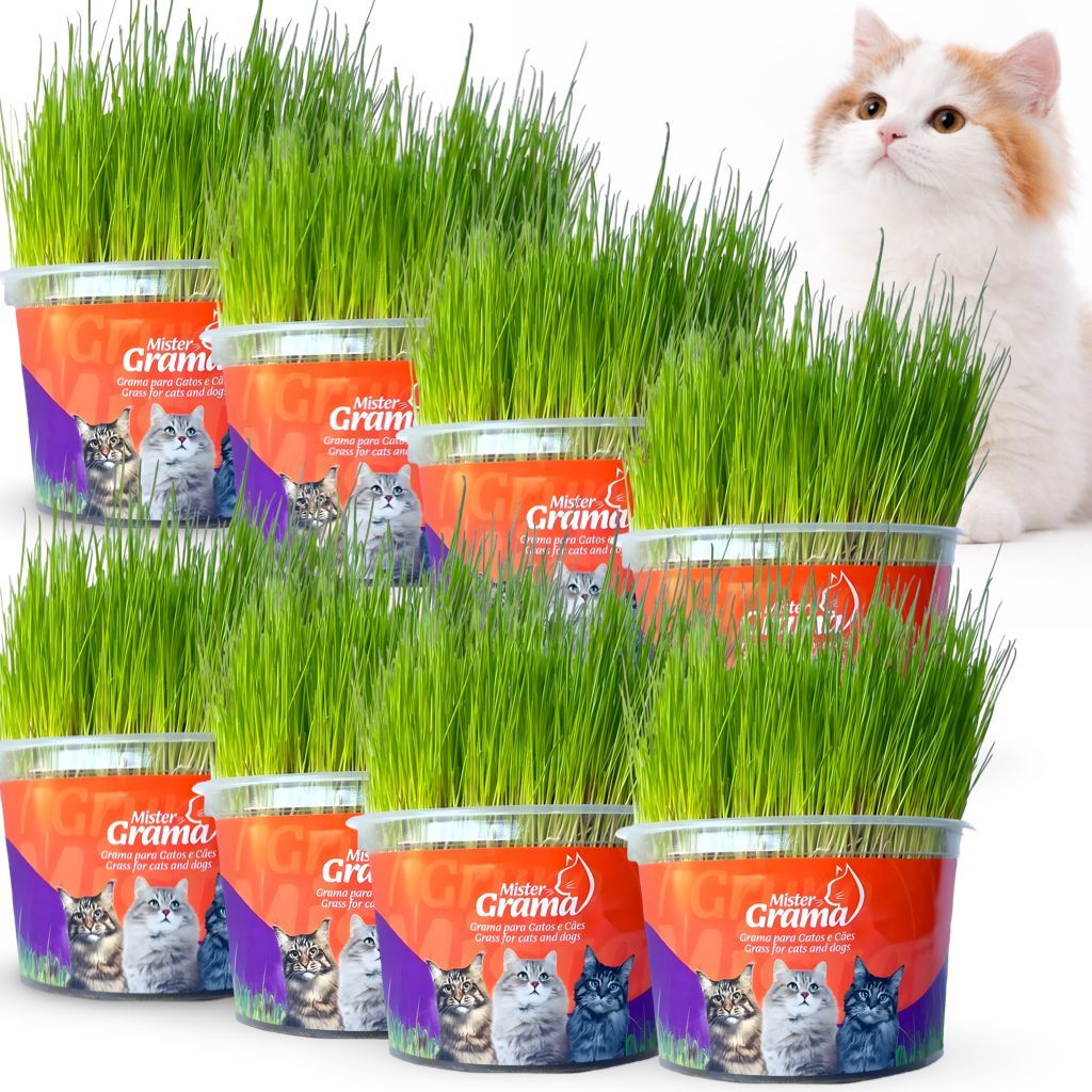 Kit 8 Plante Grama Graminha Para Gatos Digestão Bola De Pelo Mister Grama