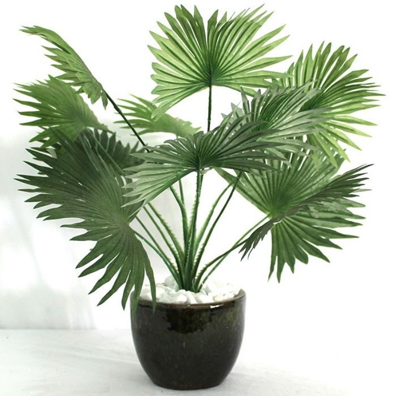 30 Sementes Palmeira Leque brasileira ornamentais
