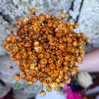 Flor Sempre Viva Premium Seca e Desidratadas Cor Dourada | 200 a 1.000 Flores Decoração e Buquê em Oferta na Shopee