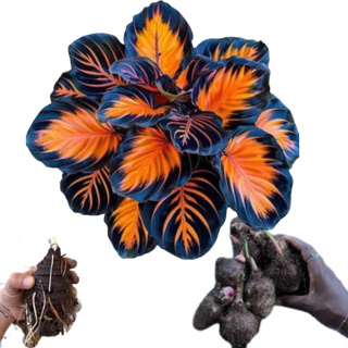 Bulbo de Caladium Supreme Ruby (tinhorão) em Oferta na Shopee