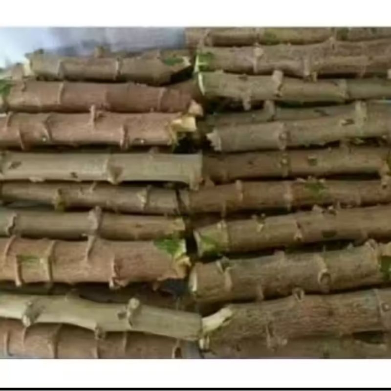 ramas de aipim "branca" 20 unidades ,plante e tenha um ótimo resultado. em Oferta na Shopee