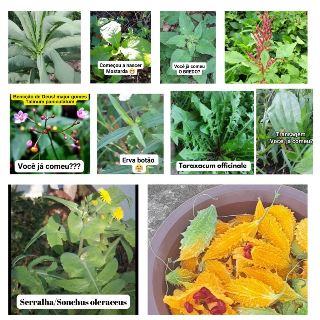 Ervas Para Chá – Erva Botão, Erva Cidreira, Gervão, Canela de Velho + 30 Variedades Naturais