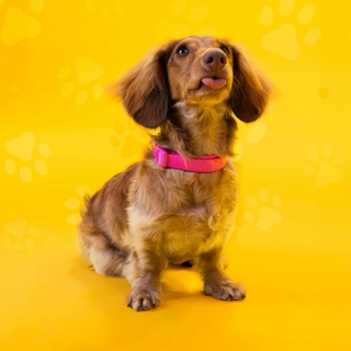 Coleira Cachorro GoPets Clear Ajustável em Oferta na Shopee