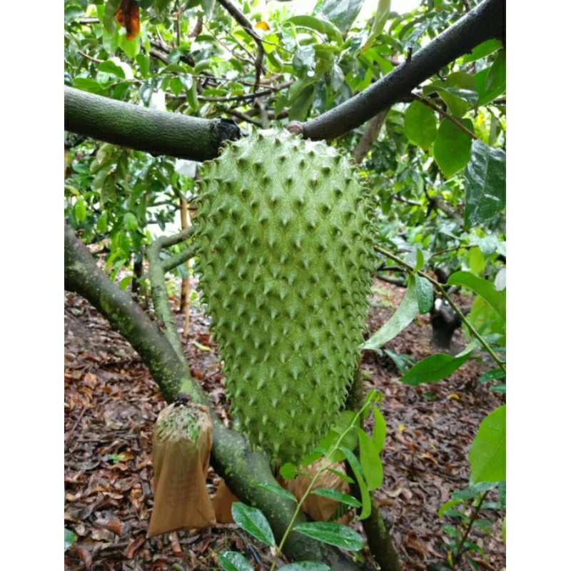 kit Sementes GRAVIOLA Gigante plante vaso Jardim horta sítio terra OFERTA RELÂMPAGO