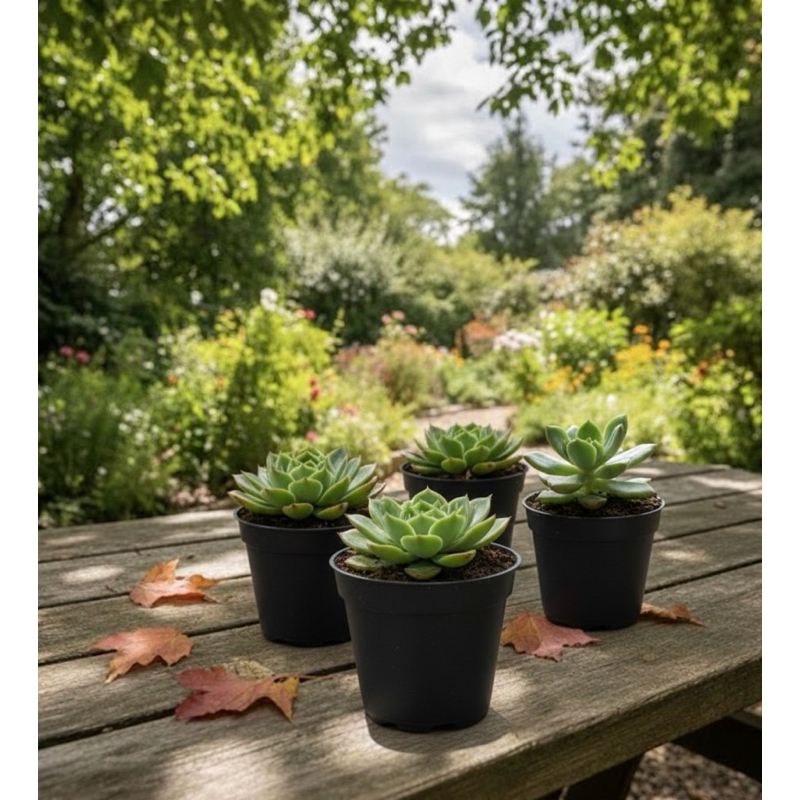 Kit Com 30Vasos de Parede para Jardim flor e flores Vertical Marrom - 150ML grande pequeno em Oferta na Shopee