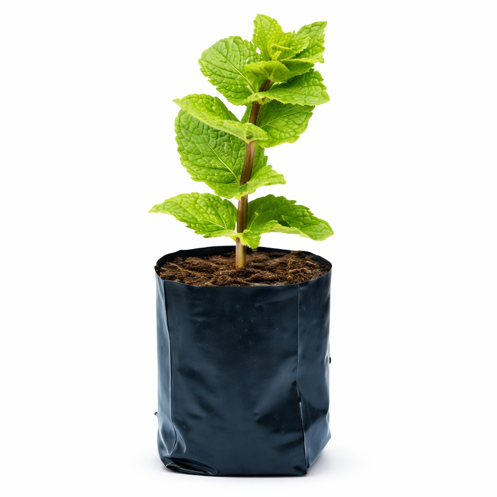 Muda de hortelã no Vasinho com Substrato Ideal para Horta Caseira  Muda matriz