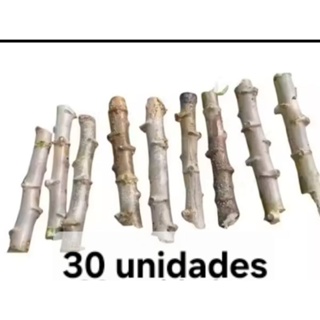 rama de mandioca "branca" 30 unidades em Oferta na Shopee