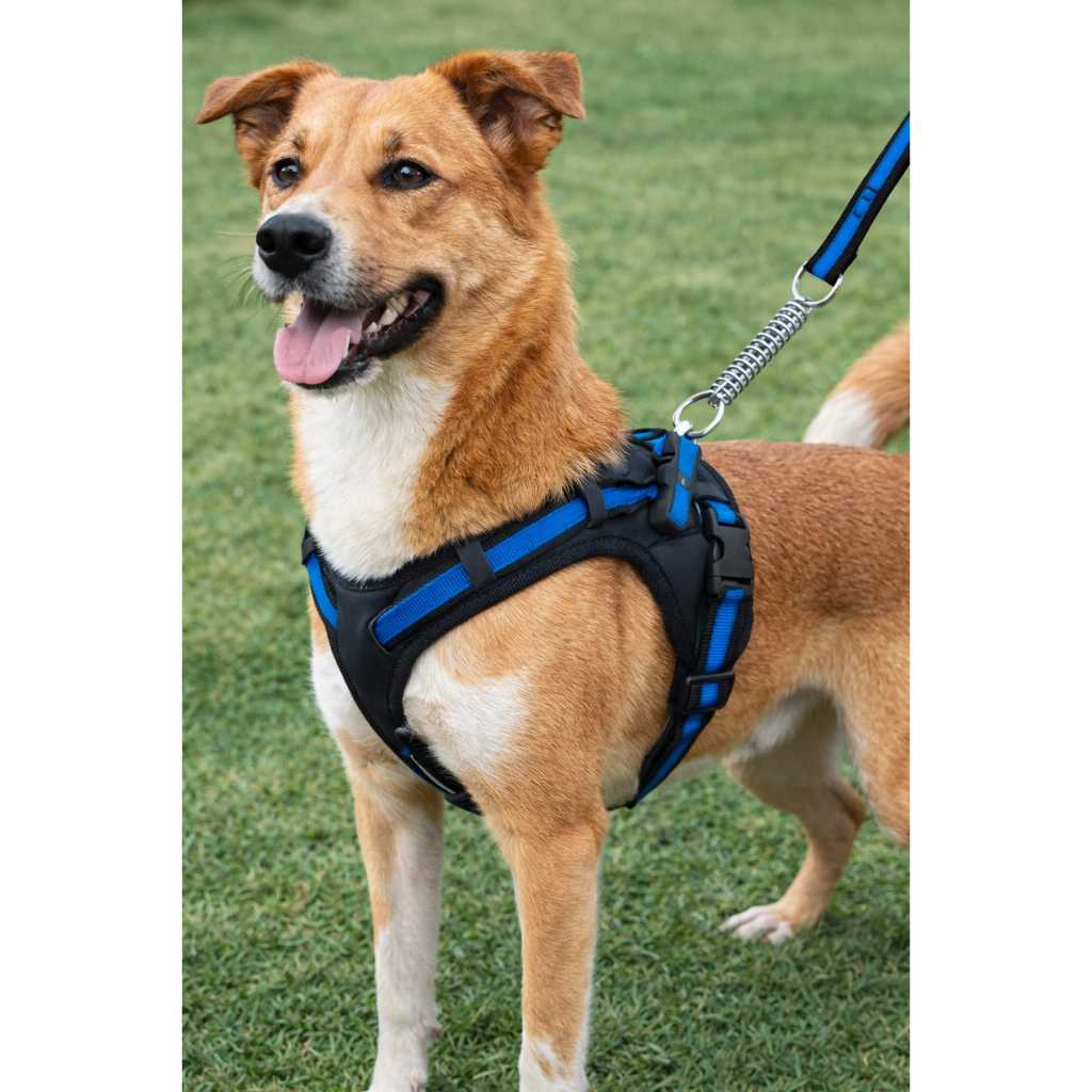 Coleira Peitoral Personalizada Pit Bull Pet Black Friday