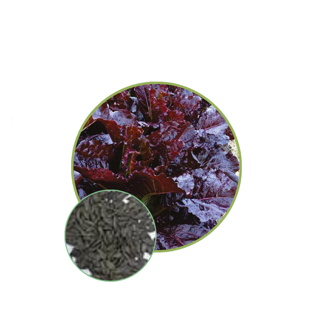 Sementes de Alface Creta 1000 Pellets - 40g