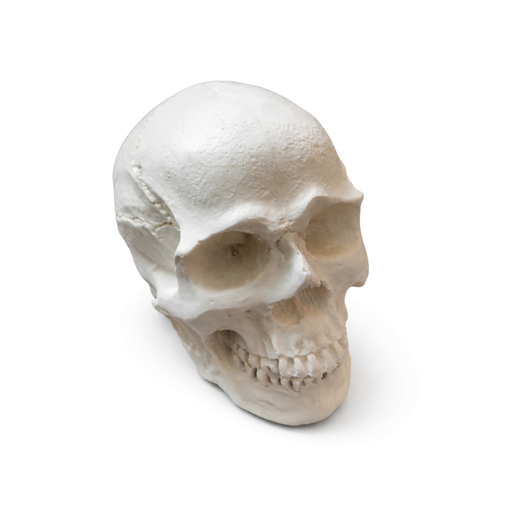 Escultura decorativa Crânio de Caveira em gesso cru tamanho 10x8cm